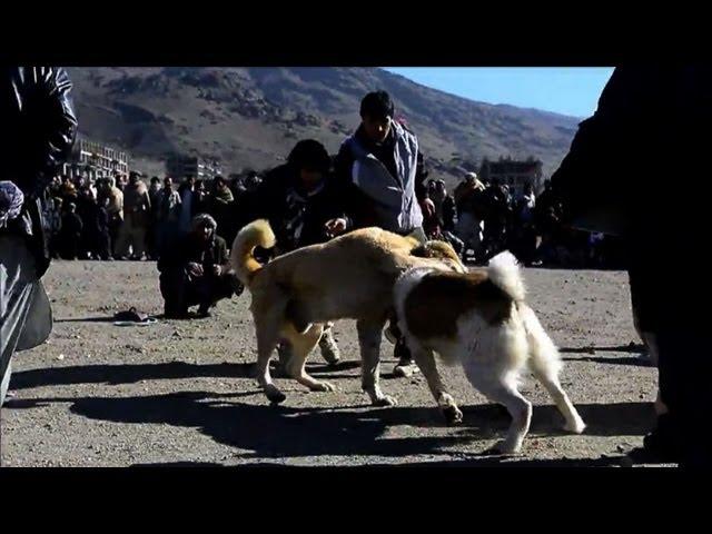 Dog fights draw in Kabul crowds