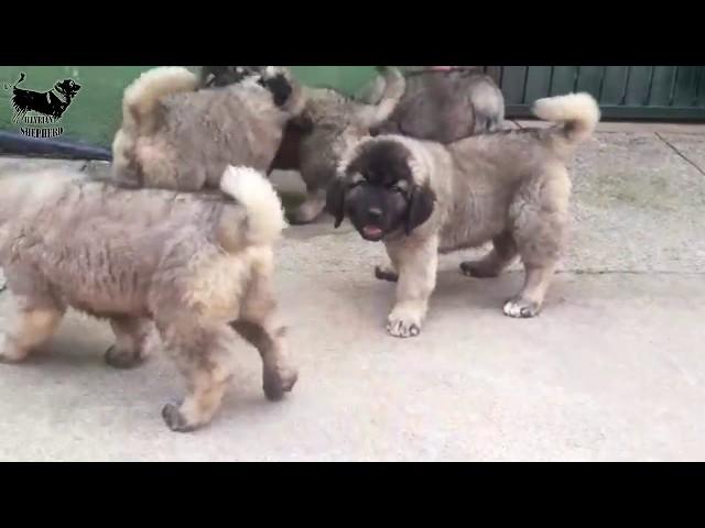 illyrian shepherd puppies around 2 month are very possesive