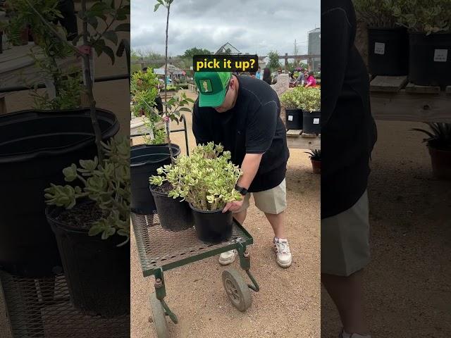 That Perfect Plant (New Favorite Plant in My Garden)