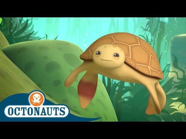 Octonauts - The Loggerhead Sea Turtle | Cartoons for Kids | Underwater Sea Education