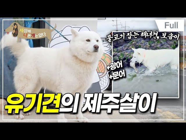 [Full] 세상에 나쁜 개는 없다 - 유기견의 제주살이