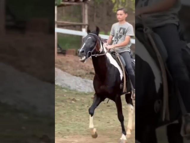 Obrigado por tudo EMBAIXADOR e foi brilhar no céu 