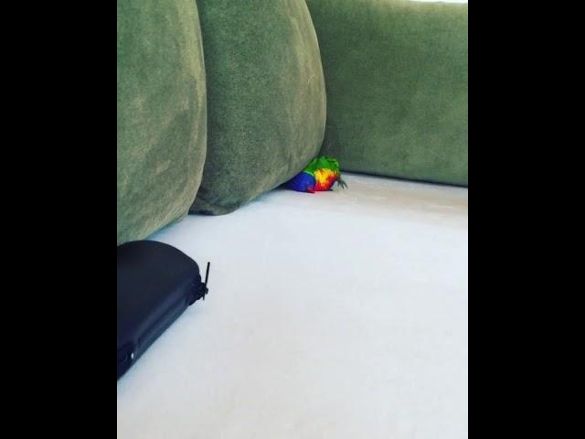 Funny Lorikeet