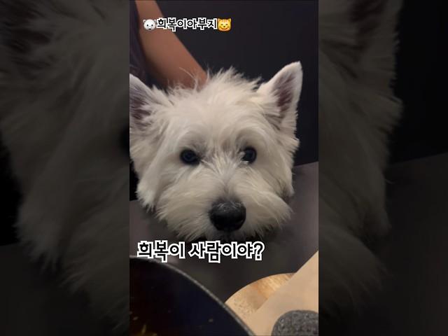 너무나도 사랑스러운 너~ #westie #화이트테리어 #puppy