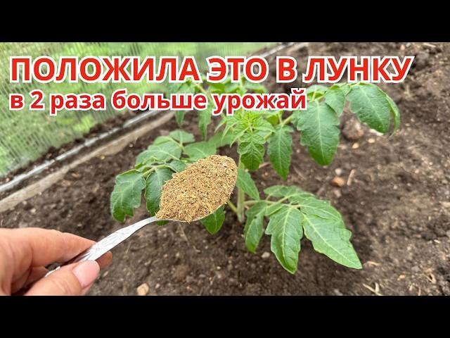 Что положить В ЛУНКУ томатам, чтобы больше ничем не подкармливать