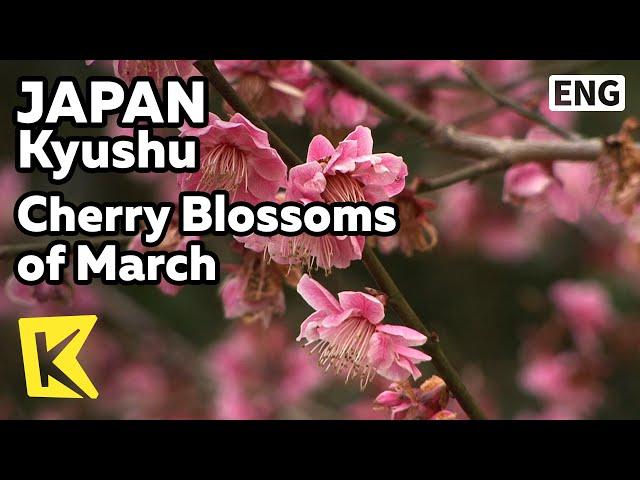 【K】Japan Travel-Kyushu[일본 여행-큐슈]3월의 벚꽃 여행/Cherry Blossoms/March/Fukuoka