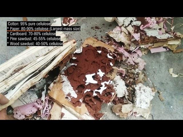 How to make termite bait with paper