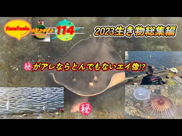 とんでもない #貴重映像   99%の人が大都会品川に居ないと思っている、まさかの生き物達！鷗や大鷺50㎝超えの黒鯛まで️最初に説明を御覧下さい️父と娘の奮闘記・YuzuTwobe第114回