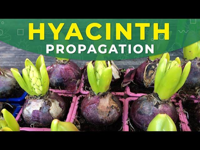 HYACINTH PROPAGATION FROM BULBS | Care for the plant