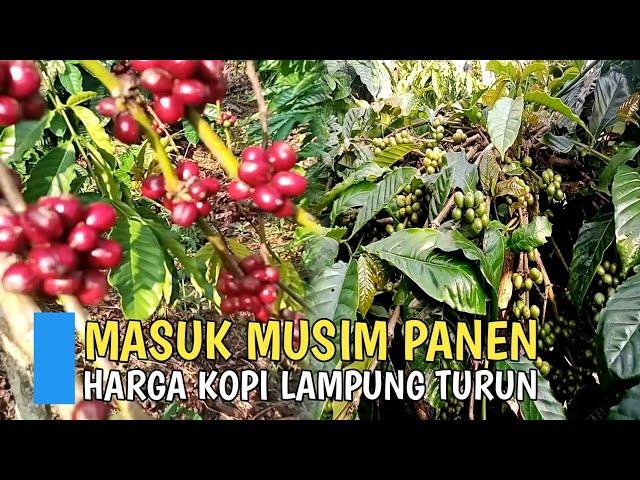 Kopi Robusta Siap Panen