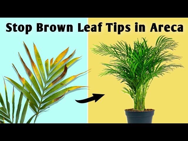 2 REASONS Your Areca Palm Leaves Turning Brown // Areca Palm Plant Care