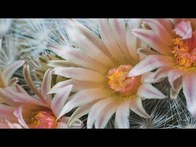 Mammillaria Candida fascinating flowering | Cacti timelapse in 4K