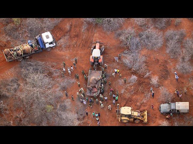 Moving an Elephant Family To Safety | Sheldrick Trust