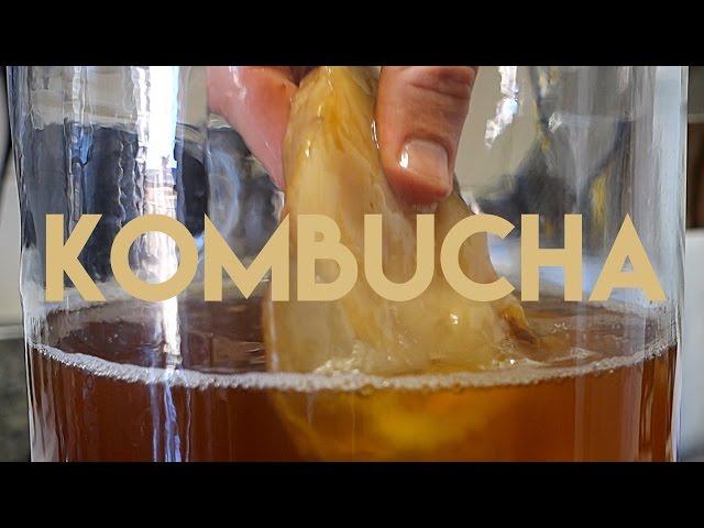 Beginners Guide To Fermentation: Kombucha Making