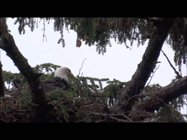 Bald Eagle in Ketchikan, Alaska - A CaravanGypsy Video