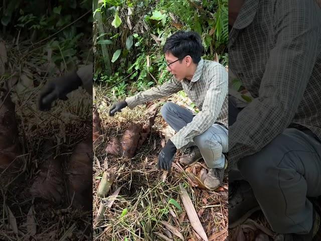 Thu hoạch Măng Bói Ngọt vườn nhà #huongviquehuong #ẩmthựcdândã #amthuctaybac #ẩmthựcquêhương #viral