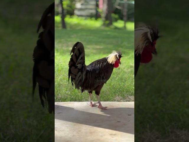 Mr. Sylvester  #roosters #chickens #chickenshorts