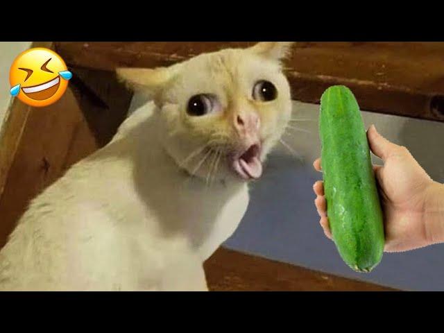 SHOCKING moments recorded about animals  Funniest Cats Ever 