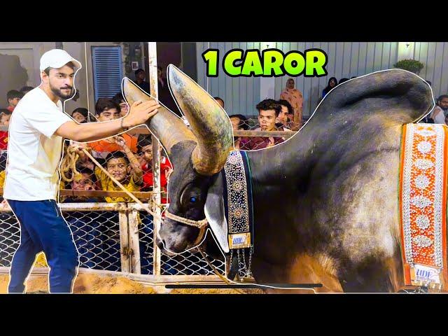 1 CAROR KAY CHAND BAIL NE ATTACK KARDIA  | FOODIE MISHKAT