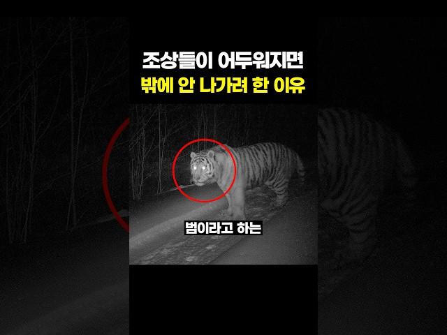 조상들이 어두워지면 밖에 안 나가려 한 이유