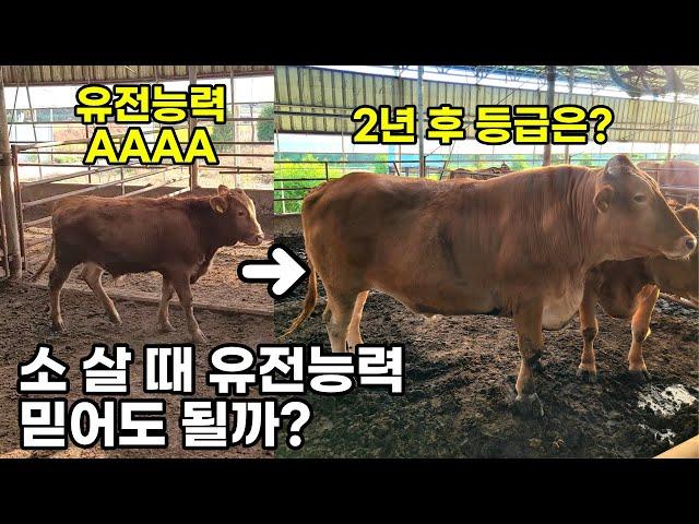 한우 가격과 가장 밀접한 유전능력 ‘딱 1개만’ 알려드릴게요 (EPD, KPN 정액번호 육종가)