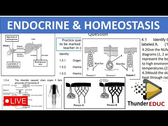 ENDOCRINE, HOMEOSTASIS (NEGATIVE FEEDBACK MECHANISMS) GRADE 12 LIFE SCIENCE [THUNDEREDUC]BY: M.SAIDI