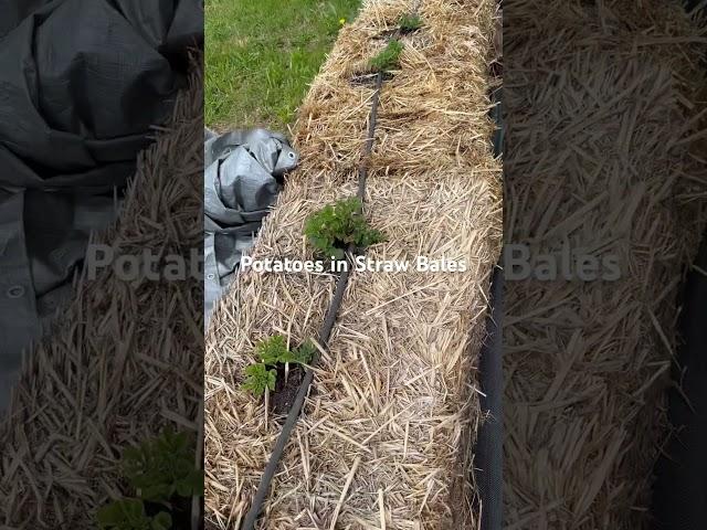 Garden hack: growing potatoes in straw bales.