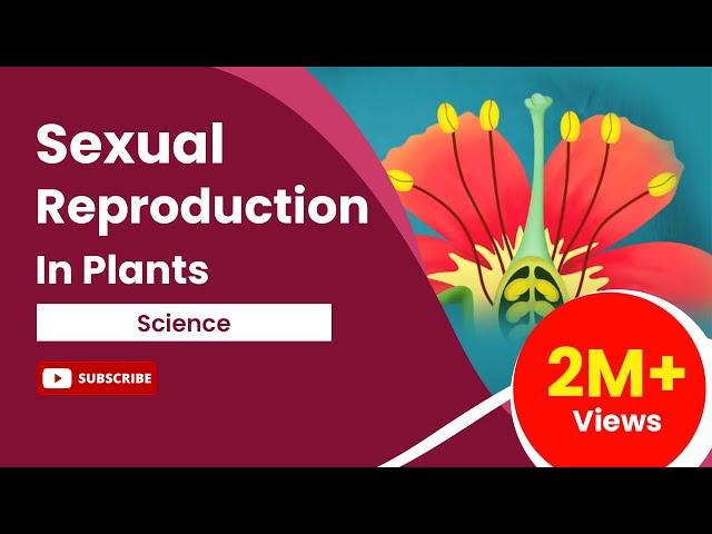 Sexual Reproduction in Flowering Plants | Class 12 Biology Chapter 2 Explained