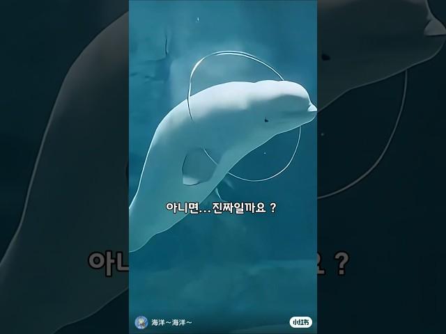 벨루가가 만든 물속 링... 그리고 그걸 통과한다고?!
