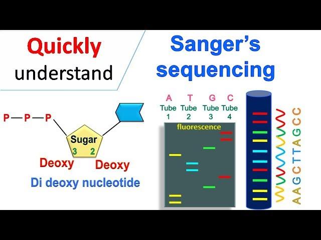 Sanger sequencing