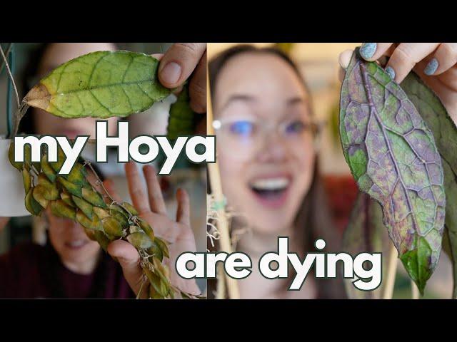 Hoya rescue + 11 month update: all my plants | Plant with Roos