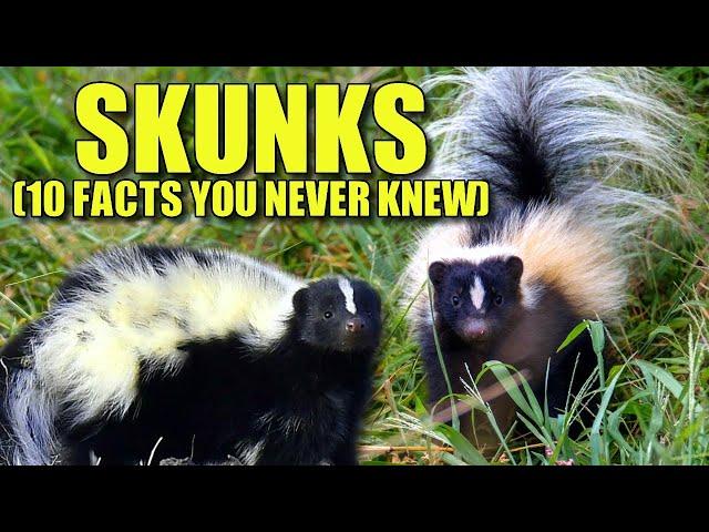 Skunk  (10 FACTS You NEVER KNEW)