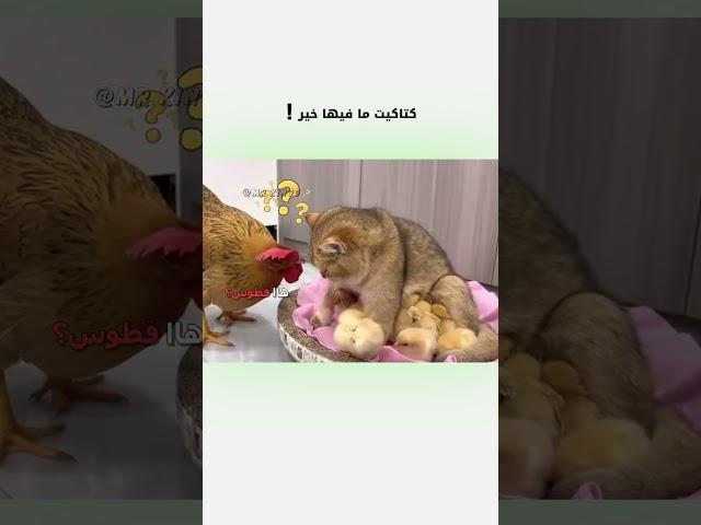 ️ كتاكيت مافيها خير  | #دبلجة_مضحكة #اكسبلور #السعودية #دوبلاج #my_kingo #shorts