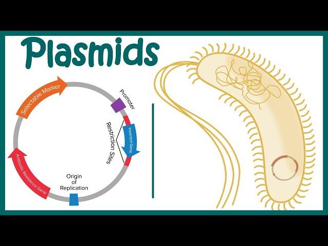 Plasmids | Cloning vectors: Plasmids | Why do we use plasmids in RDT? | features of a plasmid