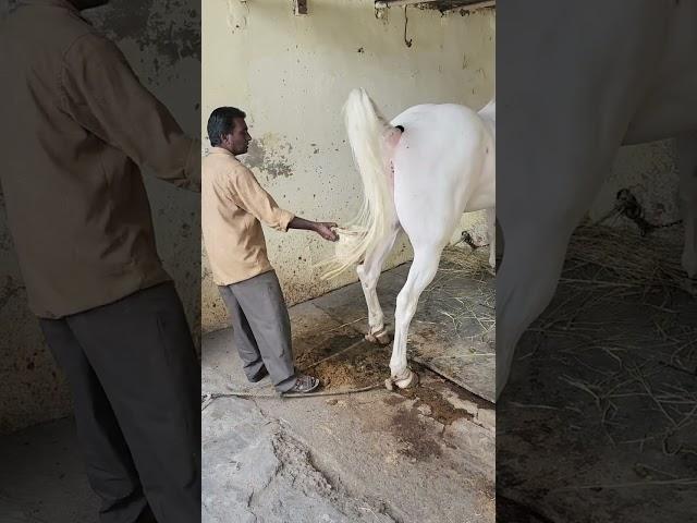 Rupal stud farm new add Nukri 66+ Mo9724588670Mo8849146447