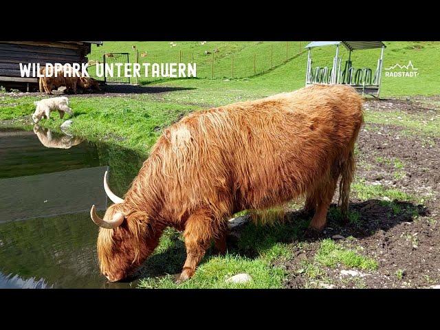 Freizeit- und Wildpark Untertauern - das Ausflugsziel für Familien zwischen Radstadt und Obertauern