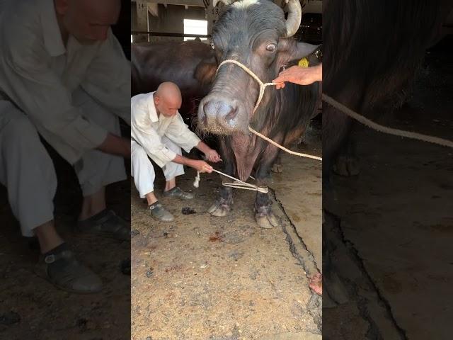 Lali Qasahab #animalsworld #cattle #cow #buffalo