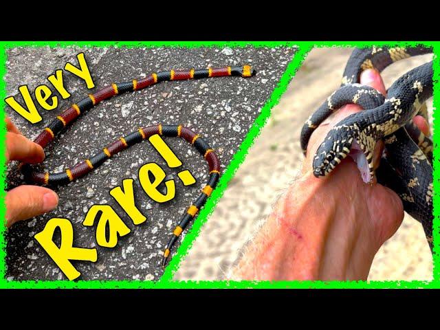 WOW! South Carolina CORAL SNAKE  vs Scarlet, Kingsnake Herping