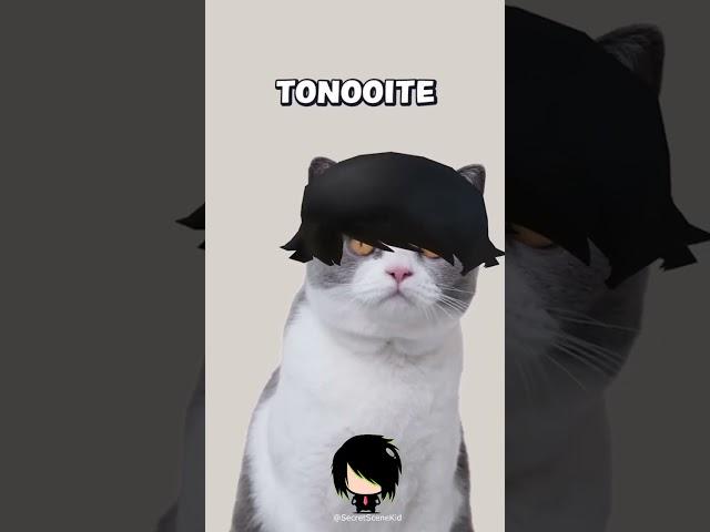 Emo Cat filter #emocat #catsoftiktok #cat #emo #effecthouse via devseb tiktok