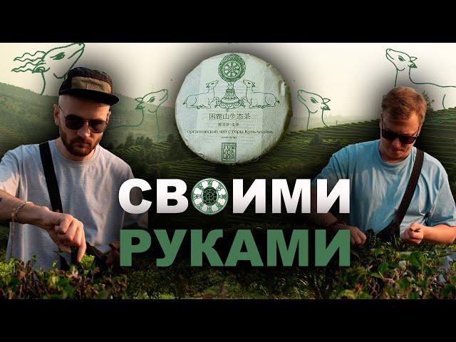 Пуэрный стрим|Как мы делали Шу и Шен Пуэр своими руками
