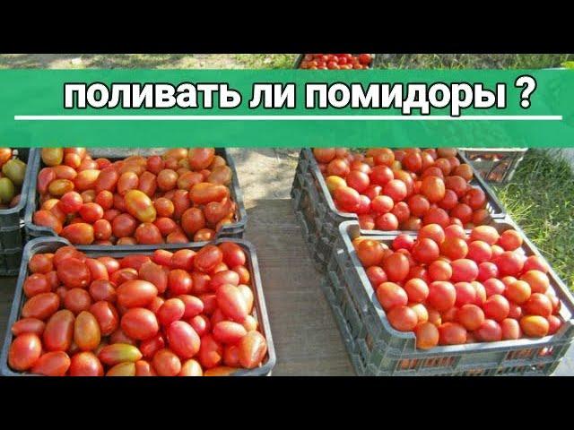 КАК ЧАСТО ПОЛИВАТЬ ПОМИДОРЫ. СПРАШИВАЕТЕ - ОТВЕЧАЮ