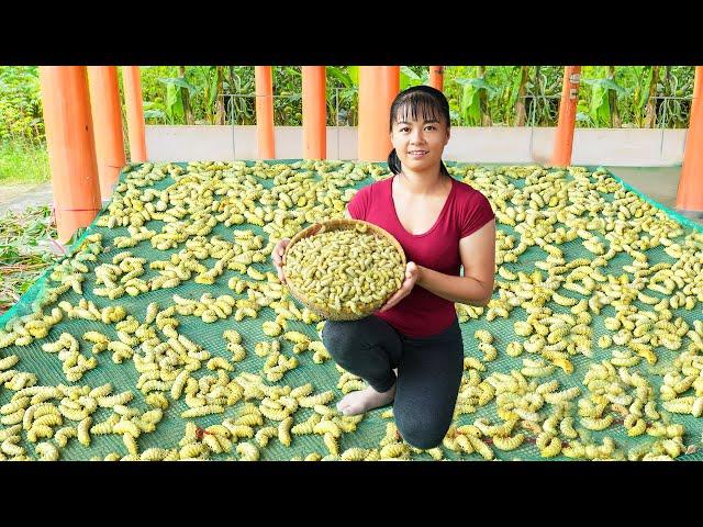 Harvesting A Lot Of Silkworm Goes To The Countryside Market Sell - Farm Life | Tiểu Vân Daily Life