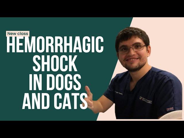 Pathophysiology of hemorrhagic shock in small animals (veterinary)