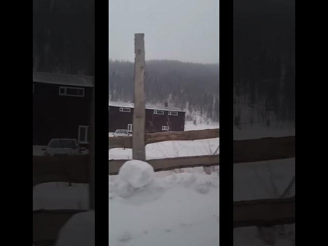 Приисковое онлайн 4 декабря 2024г