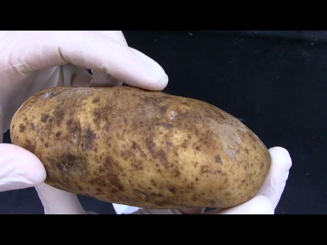 Potato Soft Rot observing disease symptoms