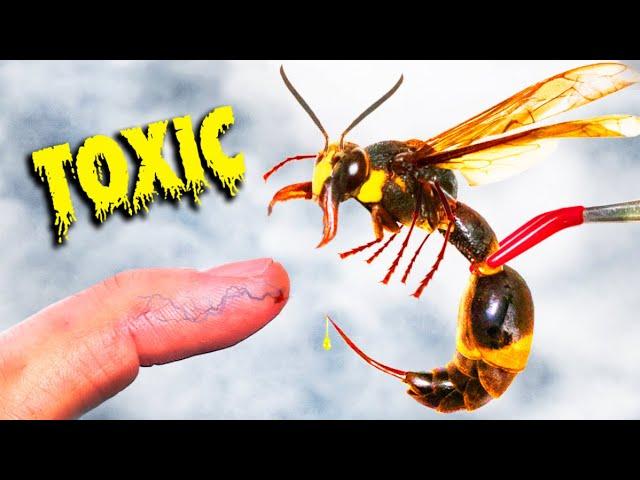 STUNG by Meanest Japanese Wasp!