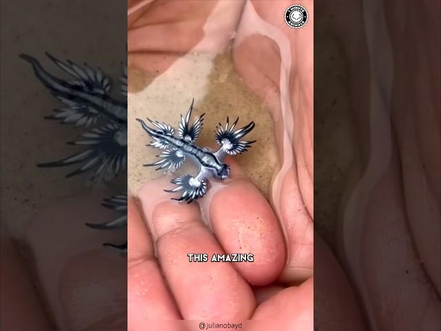 Blue Sea Dragon ️ Do NOT Touch This Creature!