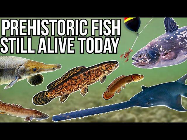 5 Prehistoric Fish Still Alive Today