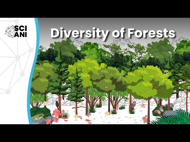 Dr. Forest: Diversity of Forests Influences Human Wellbeing