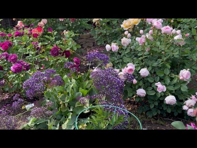 Rose Garden Tour!  Spring 2024 Part 2 Backyard